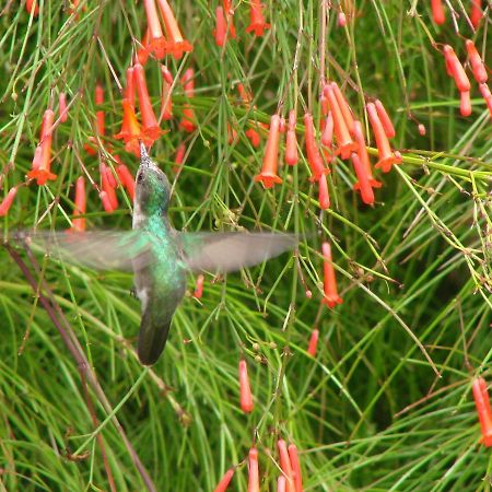 Smithy'S Eco-Apartment Morne Jaloux Ridge 外观 照片