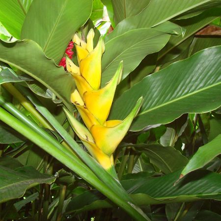 Smithy'S Eco-Apartment Morne Jaloux Ridge 外观 照片